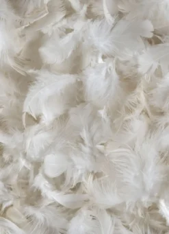 OREILLER CARRÉ NATUREL FERME ANTI-ACARIENS BLANC